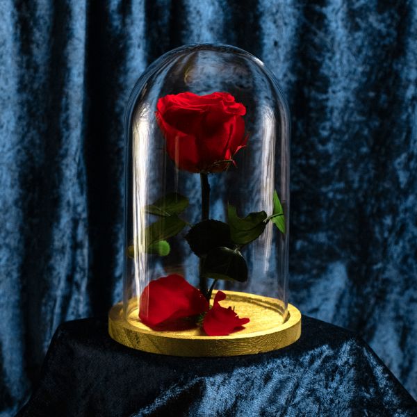 Beauty and the Beast - Rose