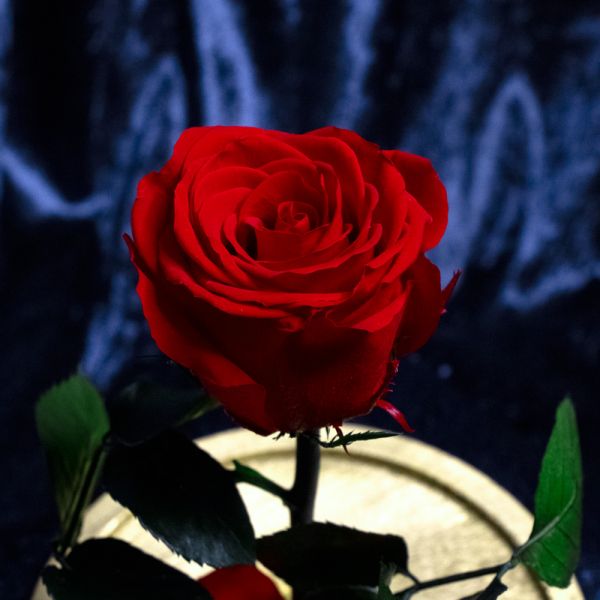 Beauty and the Beast - Rose